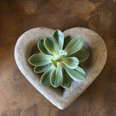 Campania Heart Shell