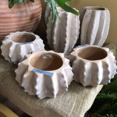 Cactor Bowl