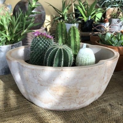 Scallope Bowl Terra Cotta