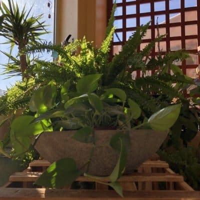 Campania Celine Planter