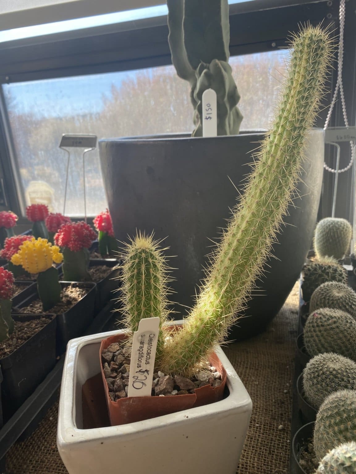 Cleistocactus Cactus