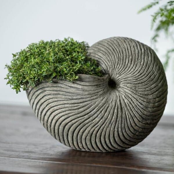 Campania Ammonite Planter