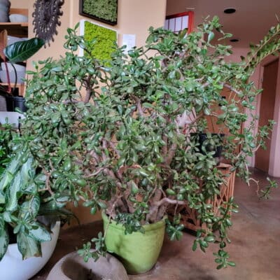 Giant Jade Bush