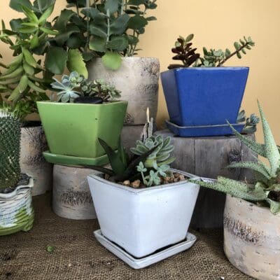 Cactus/Succulent Assortment in Square Planter
