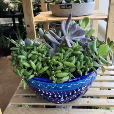 Cadiz Succulent Blend