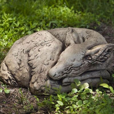 Campania sleeping deer fawn