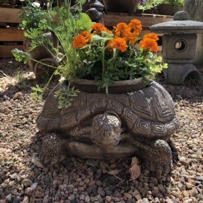 Campania Turtle Planter
