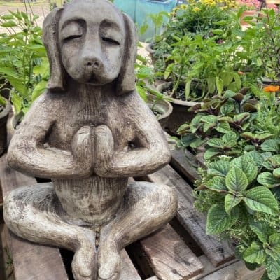 Campania Yoga Dog