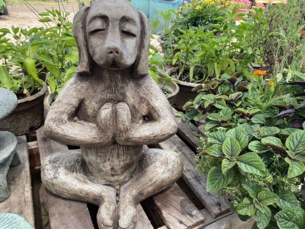 Campania Yoga Dog