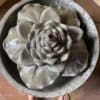 Campanian Lotus Fountain - Image 2