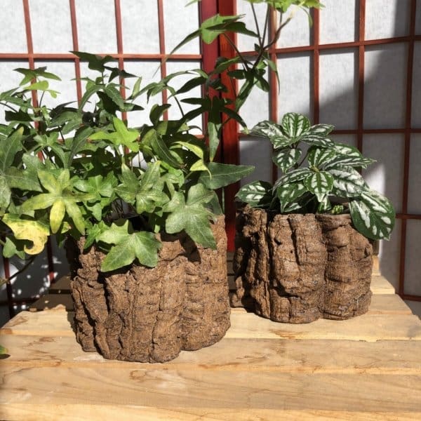 Campania Branch Planter