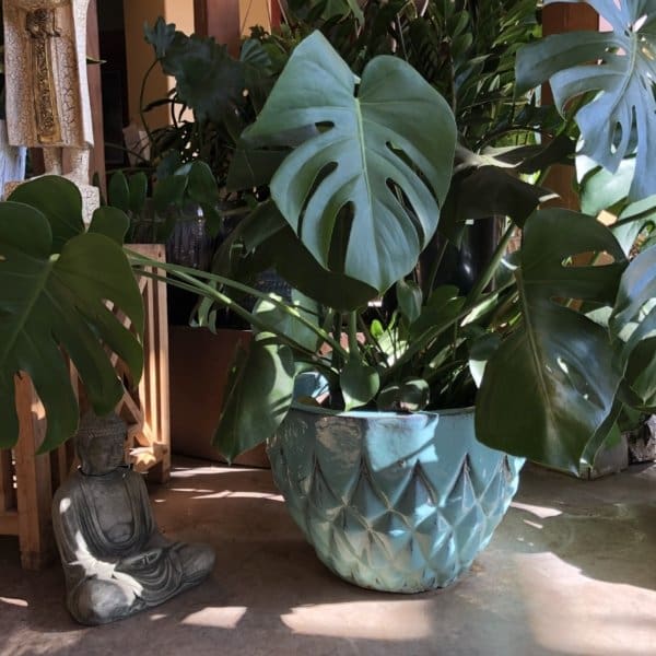 Anamese Barcelona Bowl - Celadon