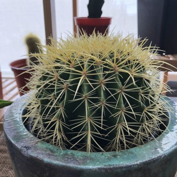Golden Barrel Cactus - Image 2