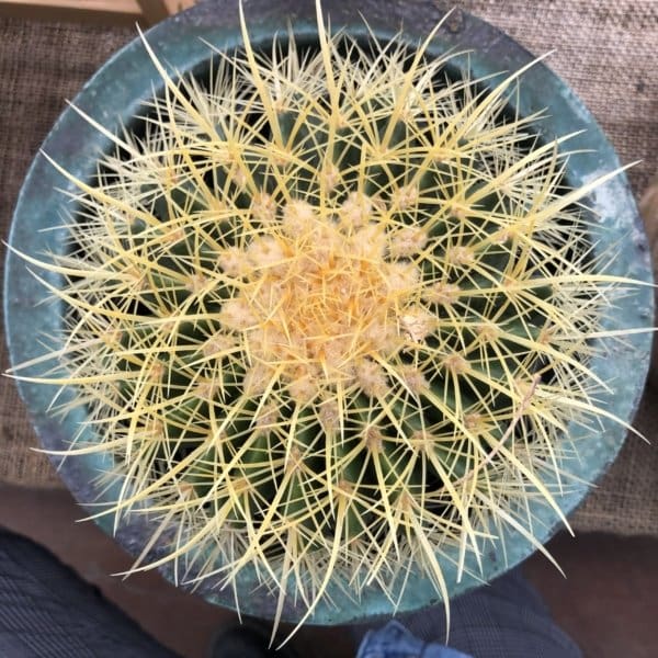 Golden Barrel Cactus