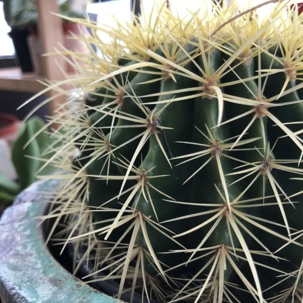 Golden Barrel Cactus - Image 4