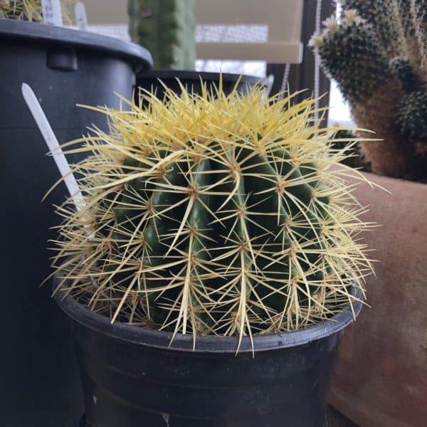 Golden Barrel Cactus - Image 5