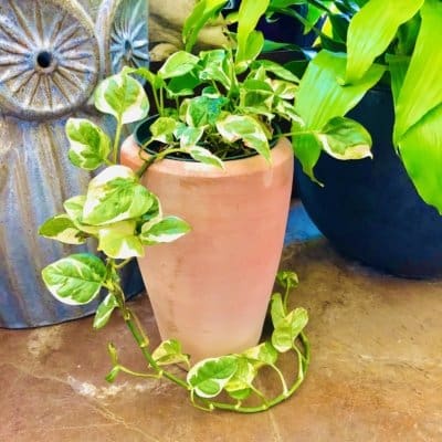 Campania Abrielle Planter