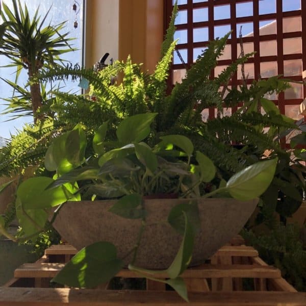 Campania Celine Planter