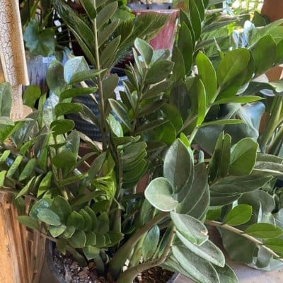 Large ZZ Plant