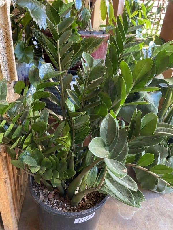 Large ZZ Plant