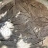 Campania Leaf Birdbath - Image 2