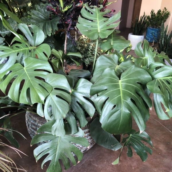 Monstera Deliciosa