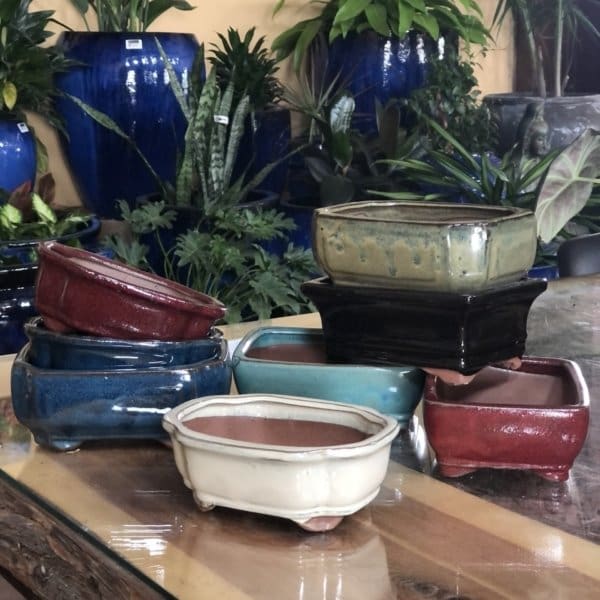 Cactus/Bonsai Pottery