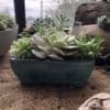 Cactus/Bonsai Pottery - Image 3