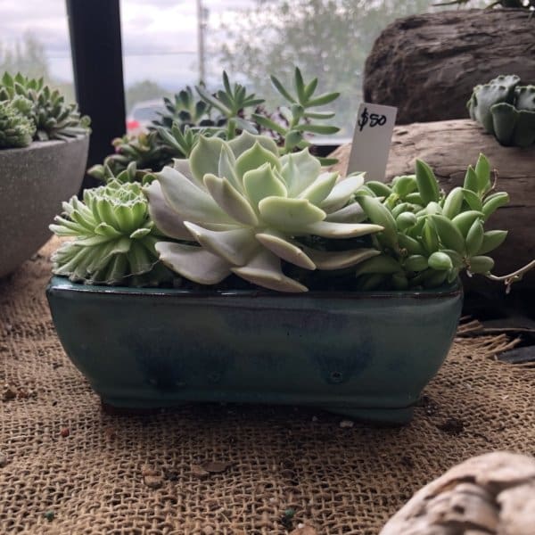 Cactus/Bonsai Pottery - Image 3