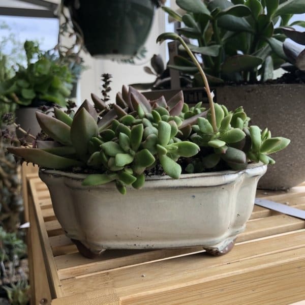Cactus/Bonsai Pottery - Image 2