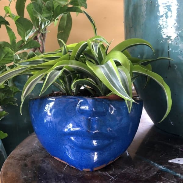 Head Planter - Image 3