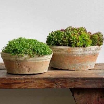 Campania Farmer's Bowl