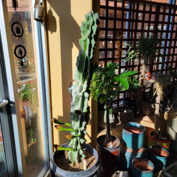 Monstrose Apple Cactus - 15 Gal - Image 2