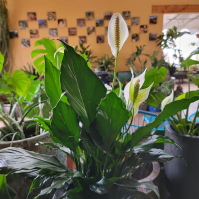 Peace Lily (Spathiphyllum) - 8"