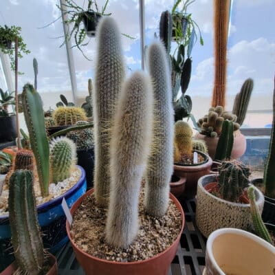 Old Man Cactus (Cephalocereus senilis)