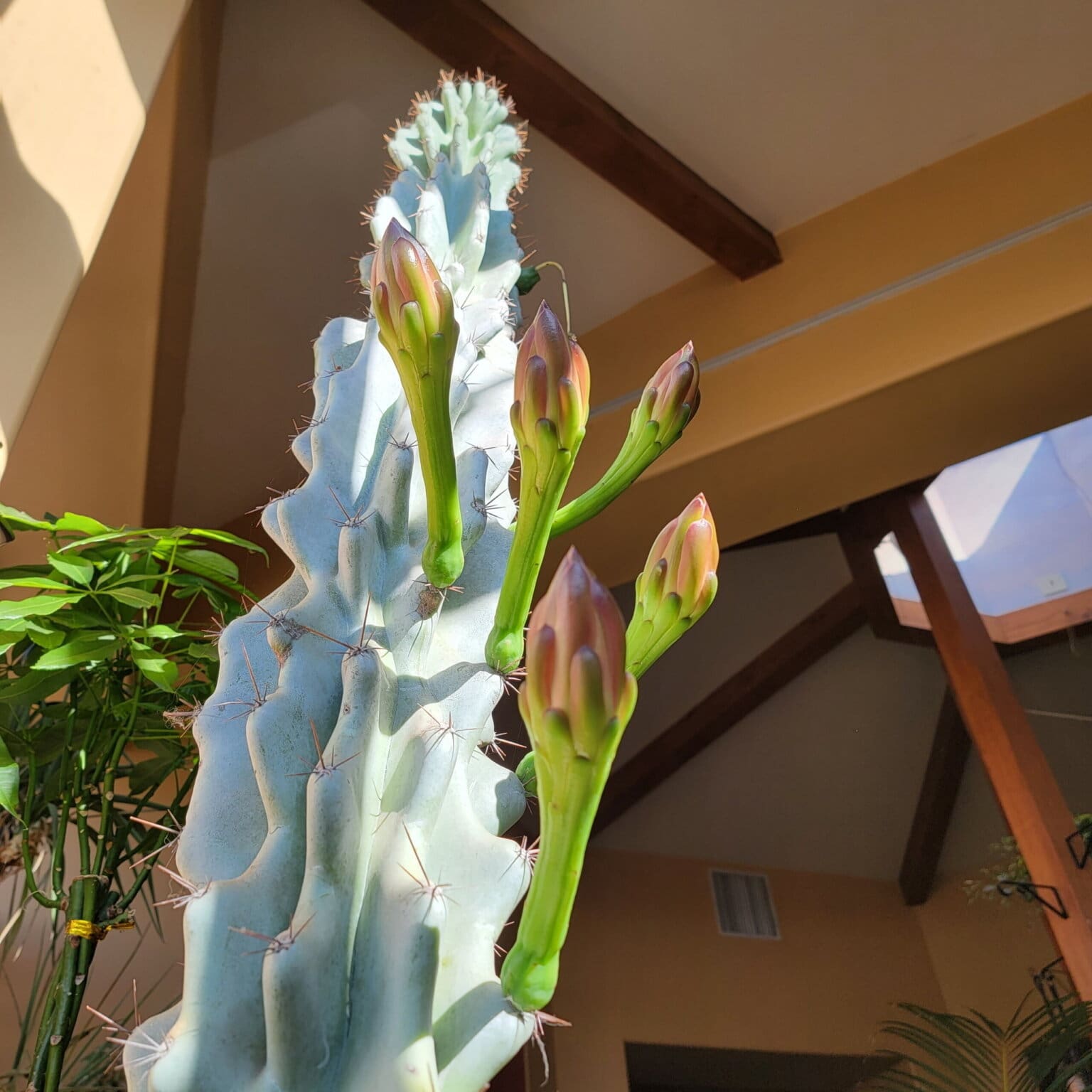 Monstrose Apple Cactus - 15 Gal - Image 4