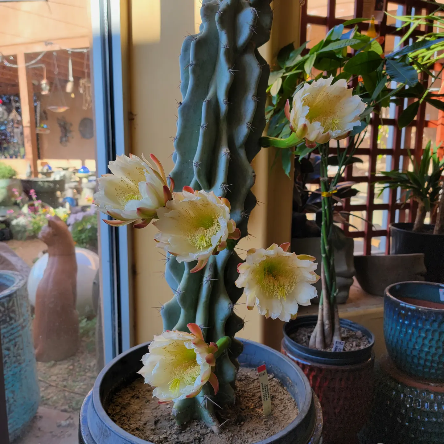 Monstrose Apple Cactus - 15 Gal