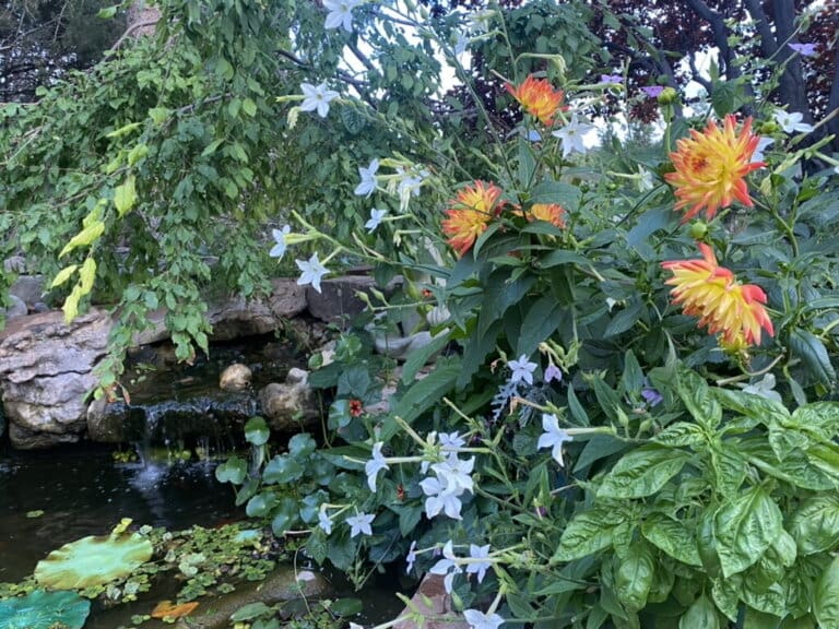 Water Gardens in Santa Fe - McCumber Fine Gardens