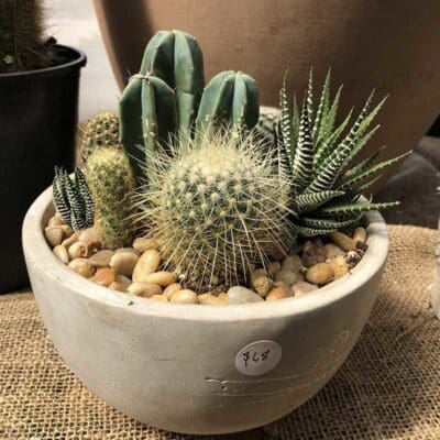 Potted Cactus Assortment