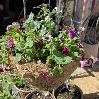Moss Hanging Basket 21 Inch