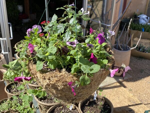 Moss Hanging Basket 21 Inch