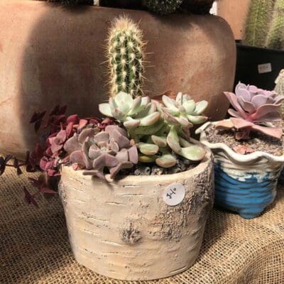 Potted Cactus Assortment