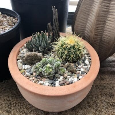 Golden Barrel Arrangement - Cactus