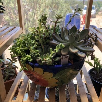 Sunflower Succulent Blend