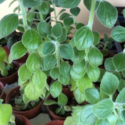 Plectranthus