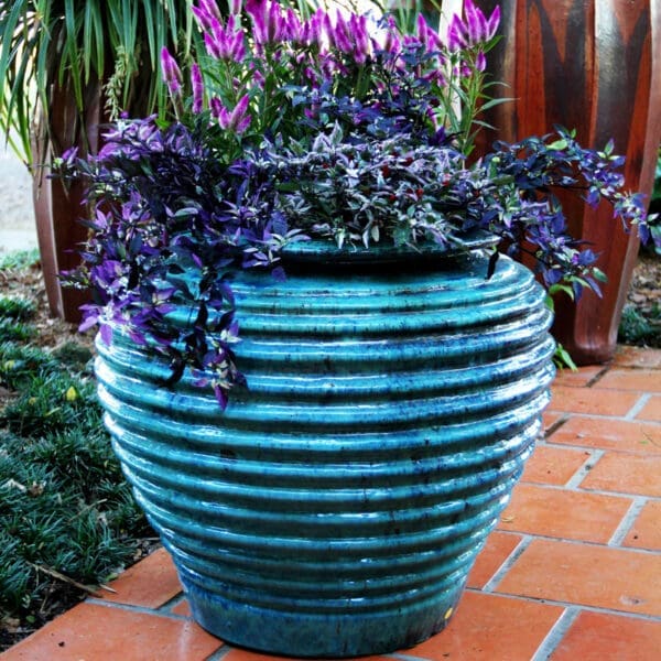 Anamese Giant Coil Planter