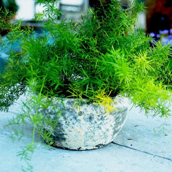 Anamese Button Planter Aegean